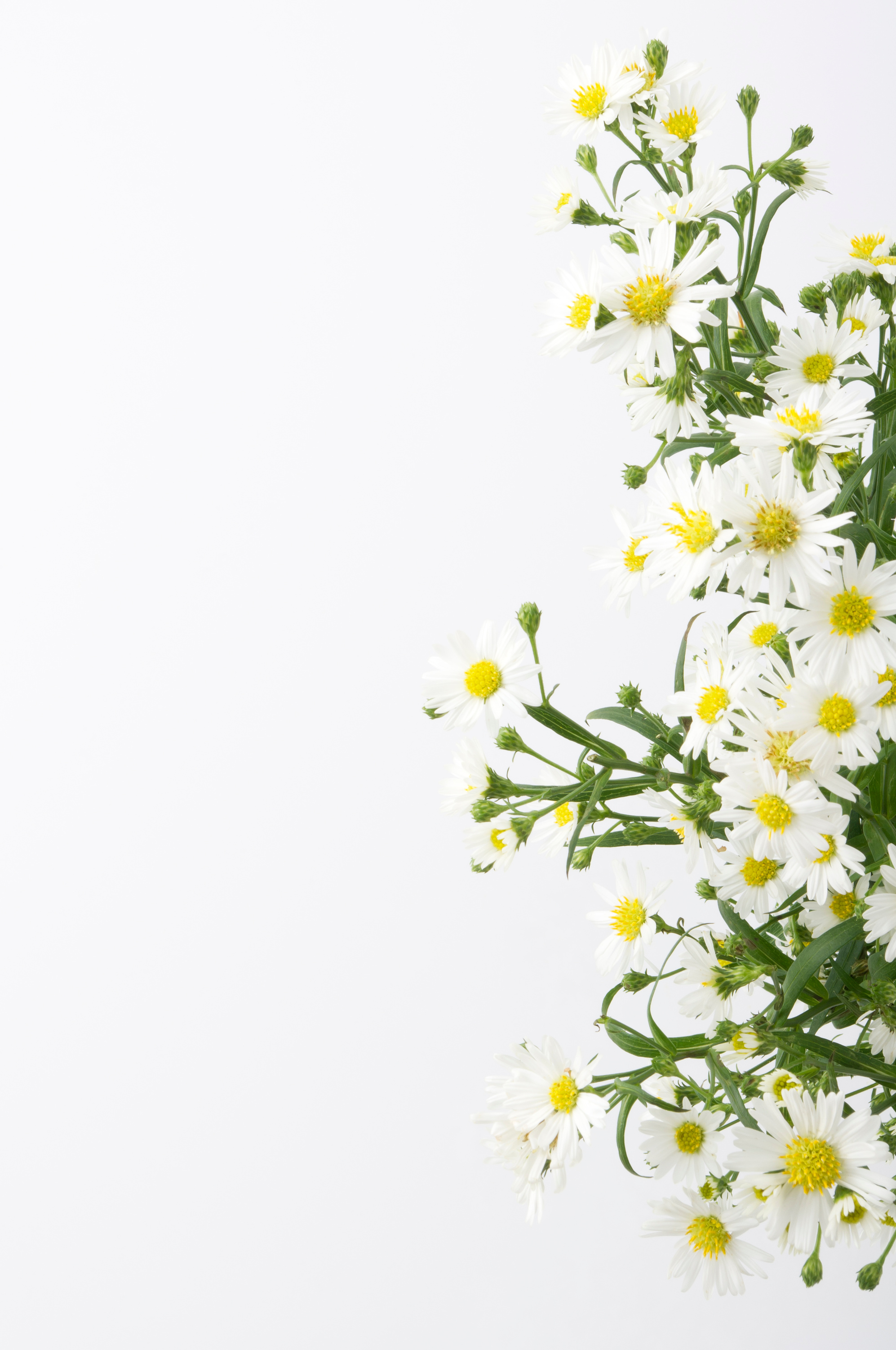 White flower against white background